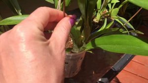 Мои онцидиумы в мае. Твинкл, камбрия, беалара,природные и гибридные орхидеи. Мой уход полив орхидей