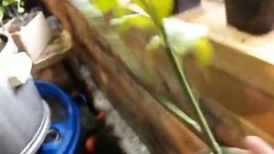 Лимон Комнатный Сорт Мейер Собираем Урожай . Лимон На подоконнике .