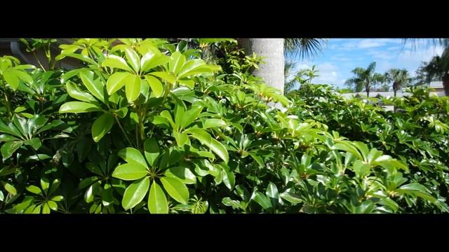 Sony NEX 6 Test Footage смотреть онлайн