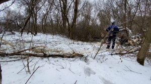 Пилим дрова в лесу Бензопила Штиль 180