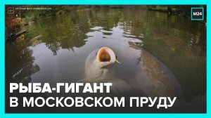 Огромного карася выловили в Кузьминском парке - Москва 24