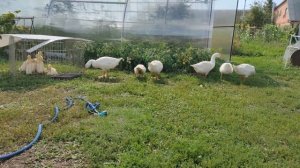 Утка Sk6, гусь Уральский белый, бройлер Кобб 700