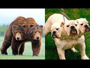 Не Фотошоп! Невероятные Двухголовые Животные