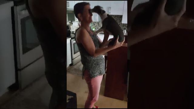 The way Reema meets me at home after work is hilarious 😀 смотреть онлайн