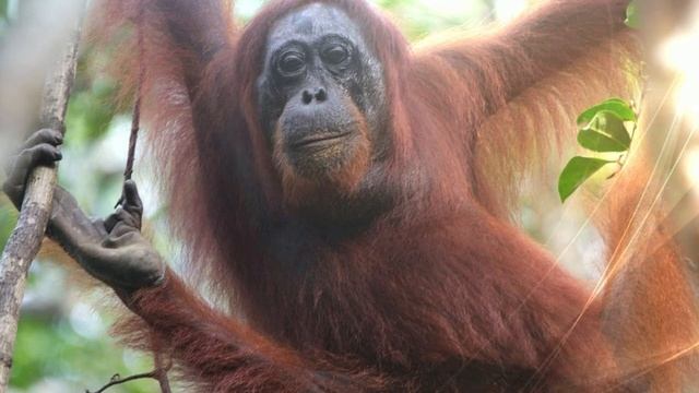 Как мог развиваться человеческий язык? При помощи сигналов орангутанов ученые показали это!