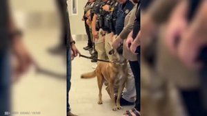 Животные СПАСАЮТ Людей! Топ 10 Животных Героев Спасших Жизни!(0)