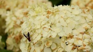 How to Grow Hydrangea Shrubs in the Home Landscape for HUGE Blooms & Colors