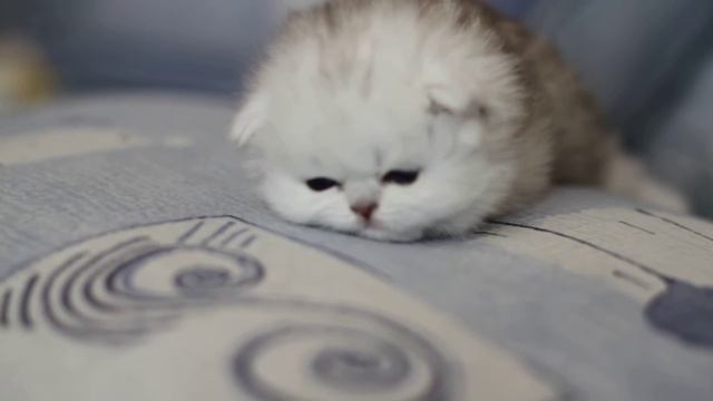 СЕРЕБРИСТАЯ ШИНШИЛЛА котята