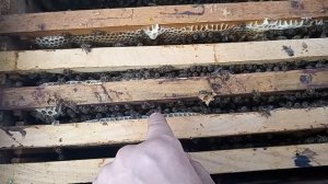 Развитие пчелы Карпатка