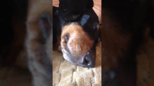 Собаке сниться кошмар смотреть онлайн