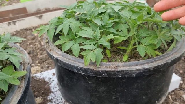 ПОМИДОРЫ И ПЕРЕЦ - СЕМЕНА АЛТАЯ. смотреть онлайн