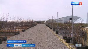 Как выбрать саженцы, чтобы в будущем получить хороший урожай