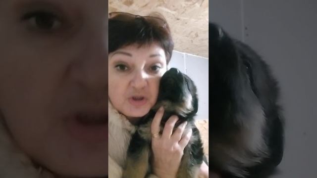 Малыши ищут своих родителей#продажащенков #немецкаяовчарка #рекомендации