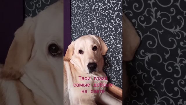 dog домашниепитомцы labrador лабрадорретривер on pets top funny