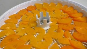 Как сушат хурму в электросушилке