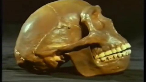 Происхождение человека