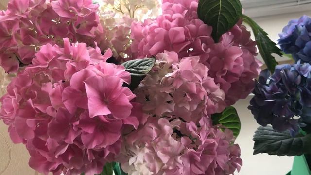 Гортензия Домашняя. Моё Приобретение. смотреть онлайн