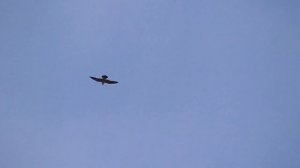 Сокол Сапсан. Голуби. Что он творит. Будет ли-голубь. Falcon Peregrine. Pigeons. What is he doing.