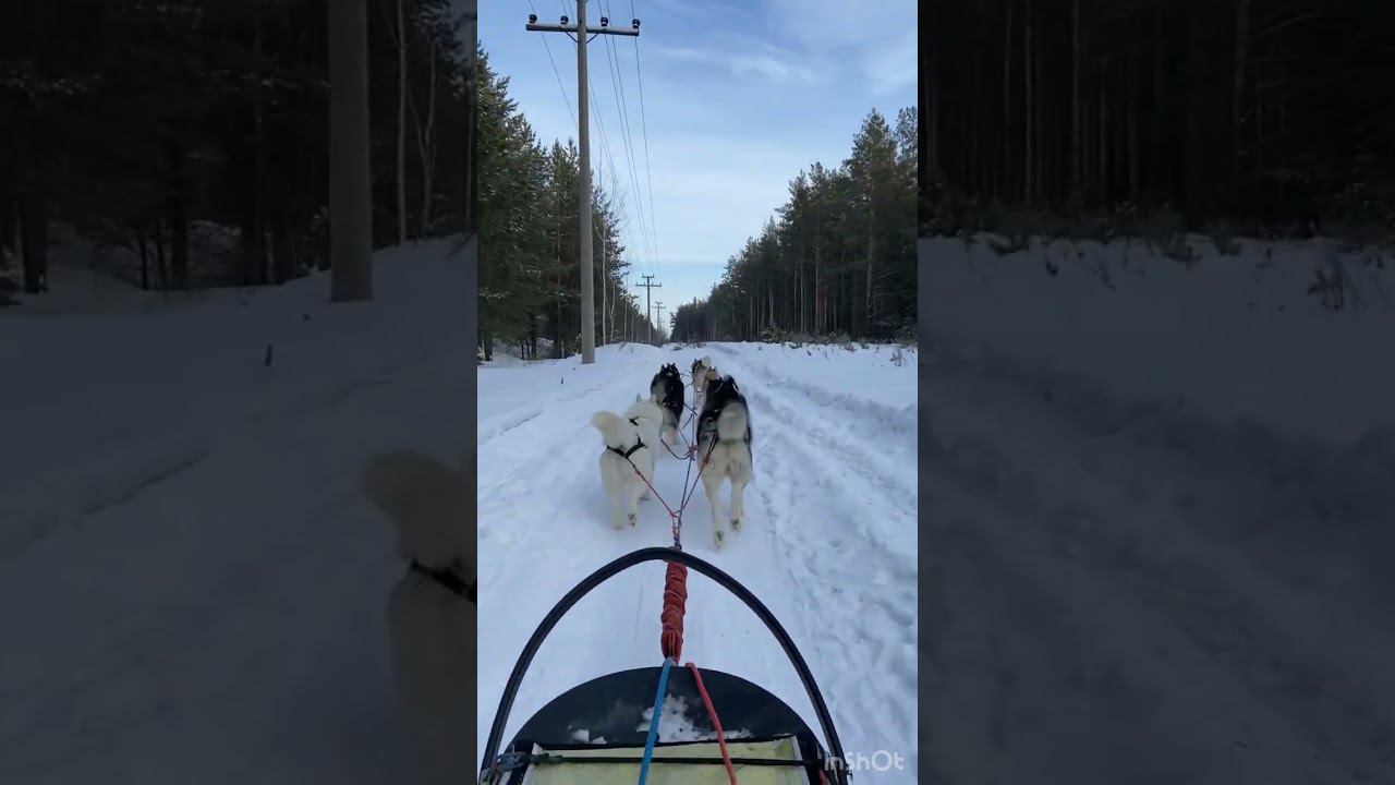 Собачья упряжка. Катаемся на Хаски смотреть онлайн