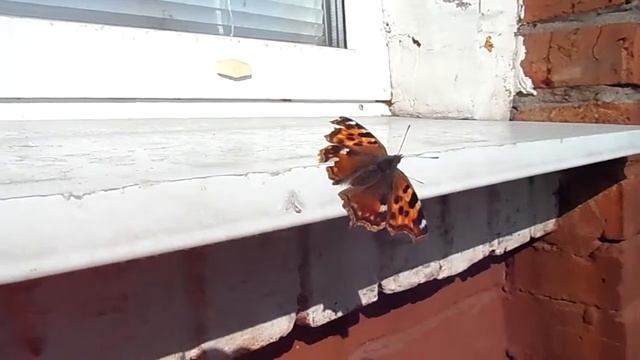 Новость дня! 10.04.14. Снег и бабочки в Нижнем Тагиле смотреть онлайн