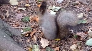 кормление Белки грецкими орехами в парке.