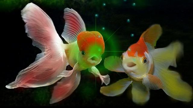 Золотые рыбки смотреть онлайн