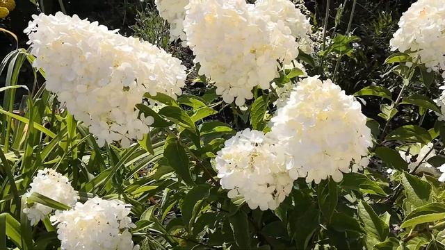 Гортензия метельчатая Полярный Медведь.Август 2020. смотреть онлайн