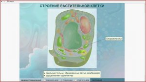Клетки растений, животных, грибов и бактерий. Сравним.Подготовка к ЕГЭ и ОГЭ по биологии