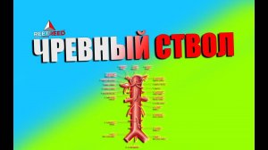 Анатомия Чревного ствола и его ветвей / Ангиология, Анатомия