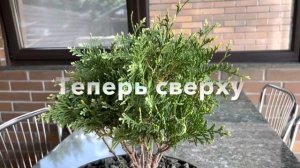 БОНСАЙ ИЗ ТУИ ЗАПАДНОЙ “GOLD PEARL” (3)