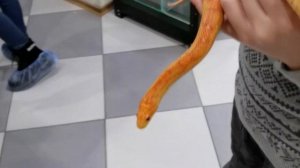 КОРОЛЕВСКИЙ? ПИТОН И МАИСОВЫЙ ПОЛОЗ?