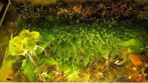 запуск и оформление аквариума (анонс) АКВАРИУМ НА 17 литров===вид с верху на "ПОДВОДНУЮ ТАЙГУ"