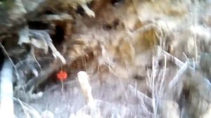 наземная петля на рябчика ,глухаря и тетерева