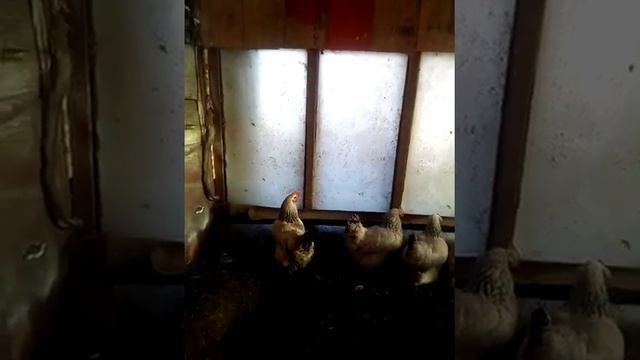 Куры несутся зимой как летом. Миф или реальность. смотреть онлайн