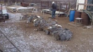 100 жирных кроликов