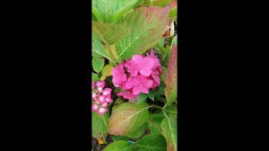 Сад в августе