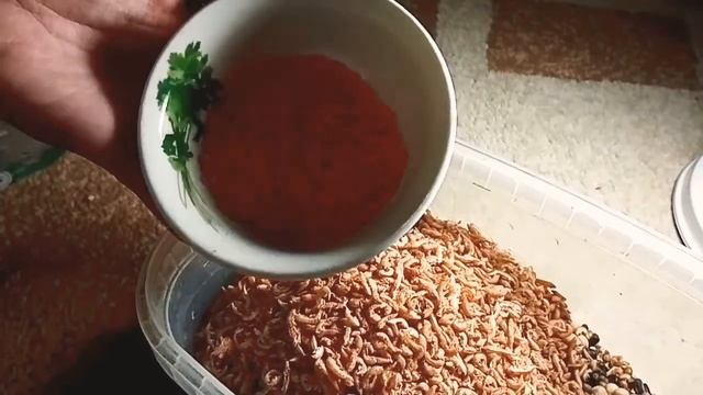 Как сделать корм для джунгарского хомячка или кэмпбелла? смотреть онлайн