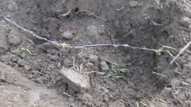 Как вырастить клоновый подвой. 1 часть - посадка смотреть онлайн