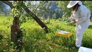 Пчеловодство. Неожиданное увлечение.mp4