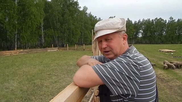 ПОРОСЯТ НЕ ХВАТАЕТ ВСЕГДА.   БИО-ФЕРМА МАНГАЛИЦА