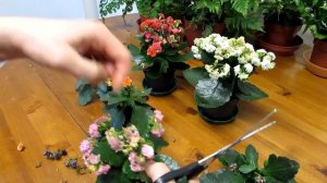 How to Prune / Deadhead Kalanchoe blossfeldiana Succulent Plants