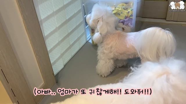 말 많은 엄마 때문에 짜증 난 귀여운 강아지🐶