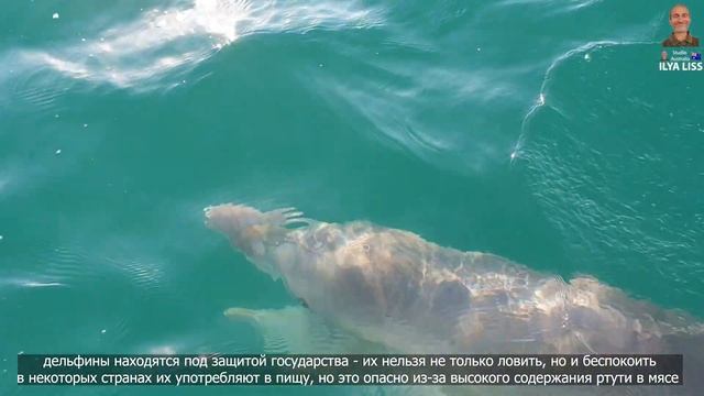 Морская рыбалка, видео для рыбаков. Океанские рыбы и твари, лучшее. Часть 2. (видео 395)