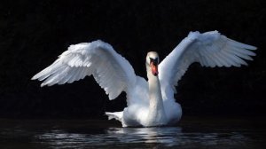 Путь Лебедя - Радей Сиян  (Гриф 2)