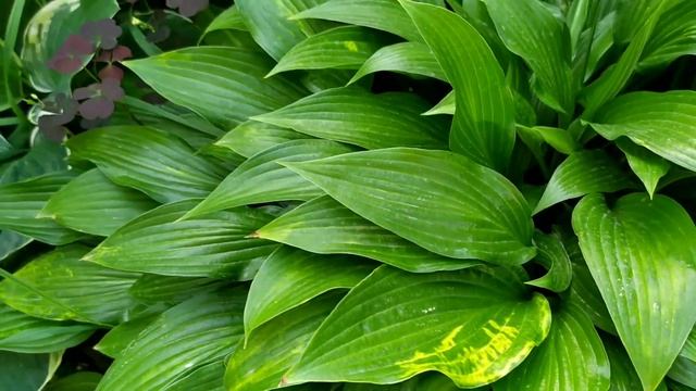 ВИРУС ХОСТ. Как проявляется и что делать? смотреть онлайн