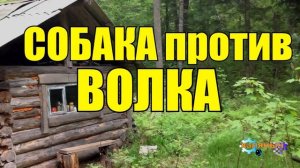 0875 - ХОЗЯИН ПРЕДАЛ СОБАКУ _ ВОЛЧЬЯ СТАЯ ПРОТИВ СОБАК _ ЖИЗНЬ В ТАЙГЕ.mp4