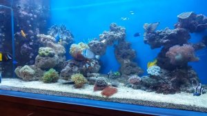 Морской аквариум дома своими руками. как запустить аквариум? как оформить аквариум?