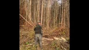 Спил деревьев СПб / Отсыпка участка /Расчистка участка от деревьев и корней за 1 день в Лесу