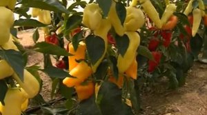 Описание и характеристика сорта: перец Радуга удобен