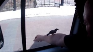 Птичка залетела в машину. Трогательно.